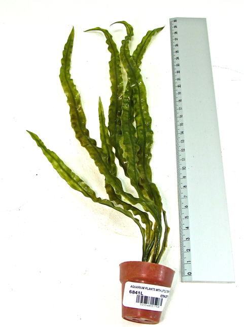 48 X AQUARIUM PLANTS &LITTLE TERRI POT