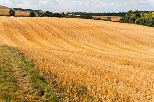 A golden wheat field stretches toward the horizon.