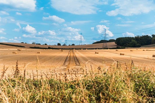 Harvested field with hay bales under a bright blue sky.