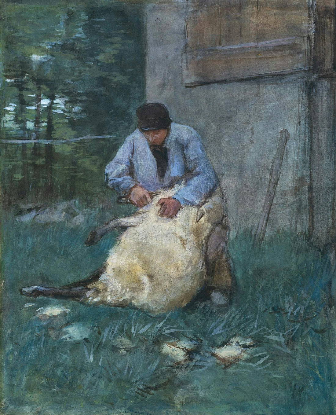 A person shearing a sheep outdoors near a building.
