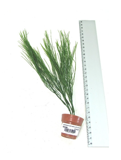 96 X AQUARIUM PLANTS & LITTLE TERRI POT