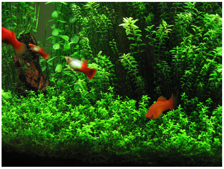 192 X AQUARIUM PLANTS &LITTLE TERRI POT